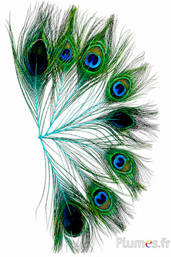 Paon bleu - 13-18 cm - turquoise